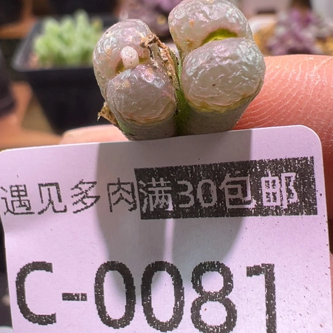多肉植物11111111111111