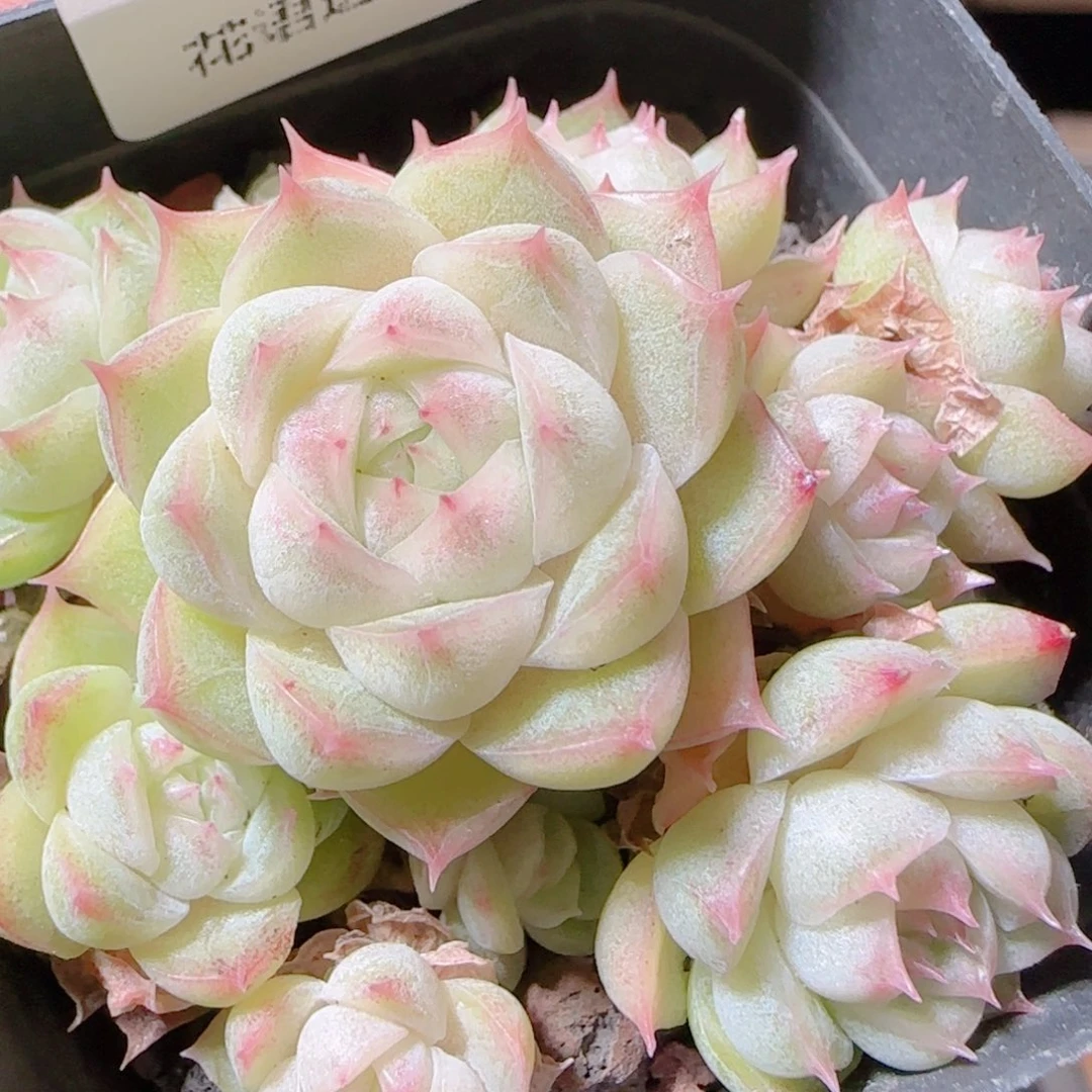 花语逸镜1114-100散