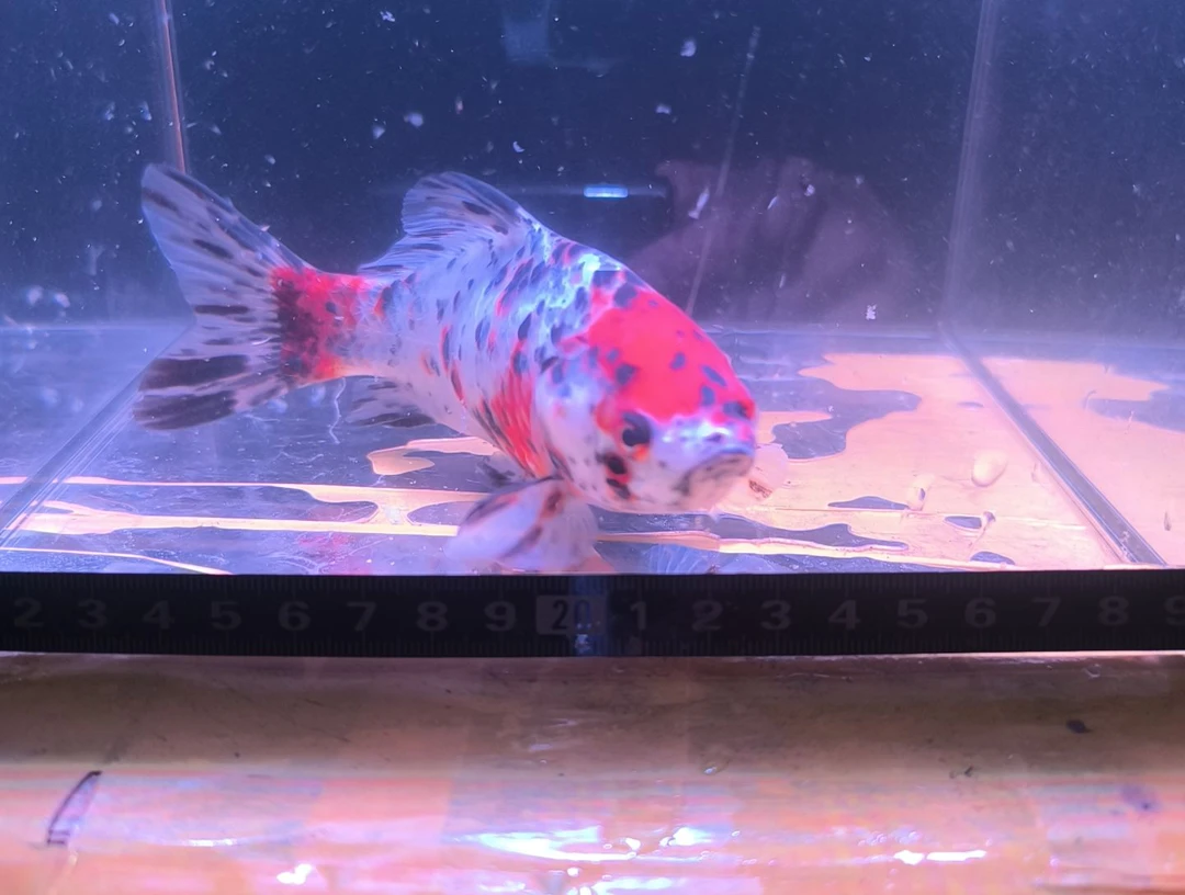 海水鱼品相自鉴全场包邮