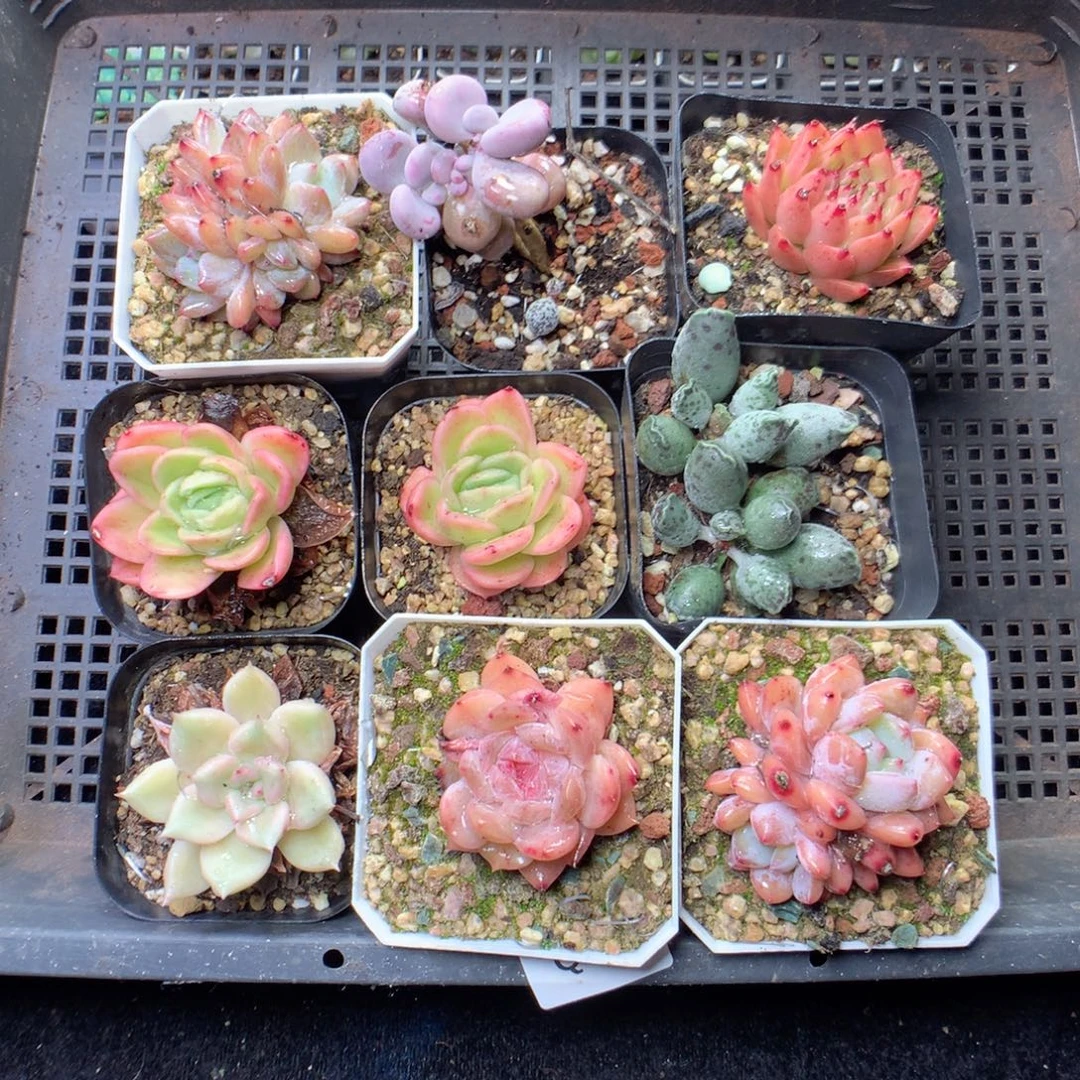 无花朵Q86yyyyyyyyy