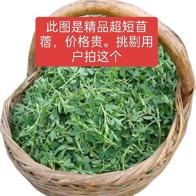 【精品】苜蓿菜紫花苜蓿新鲜农家冷链营养苜蓿菜新鲜苜蓿菜苜蓿新鲜