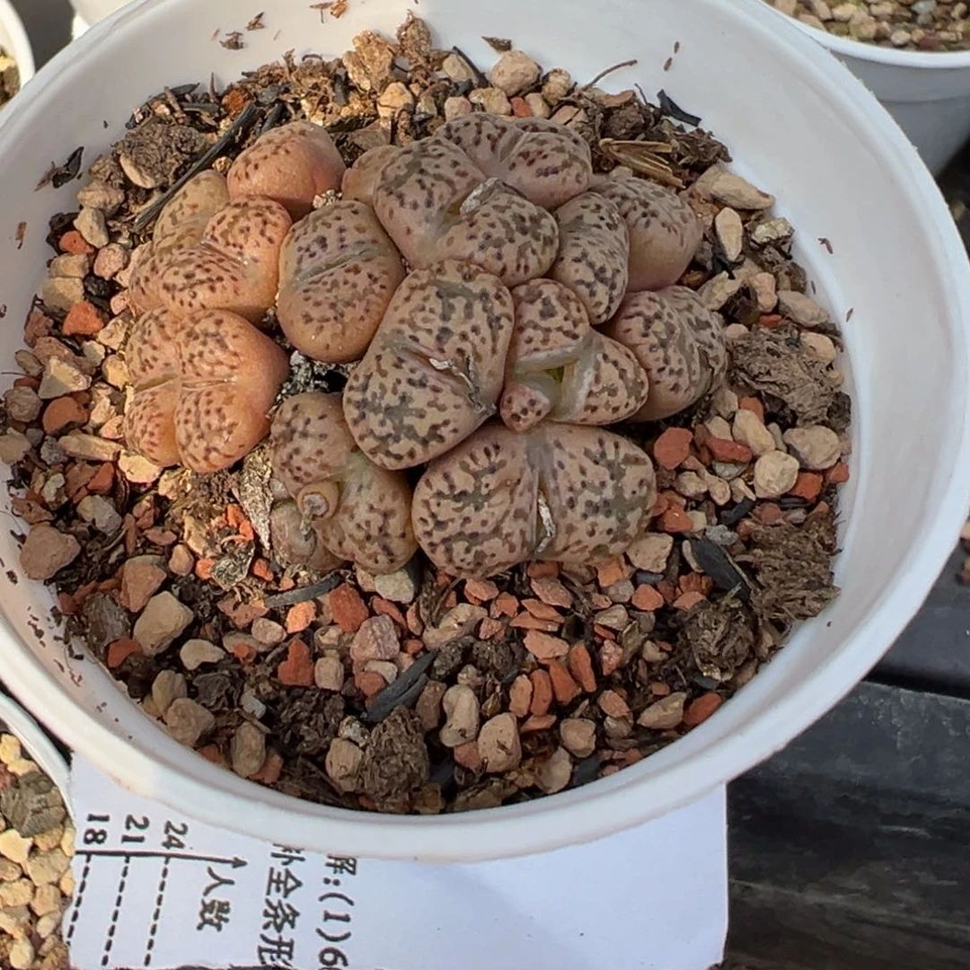 26-106肉锥多肉植物