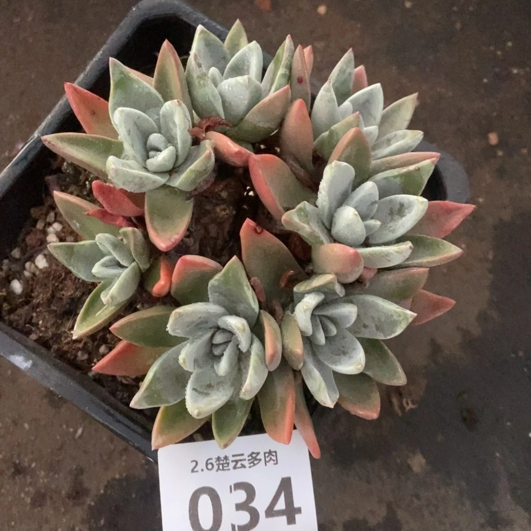 034多肉植物啦啦啦
