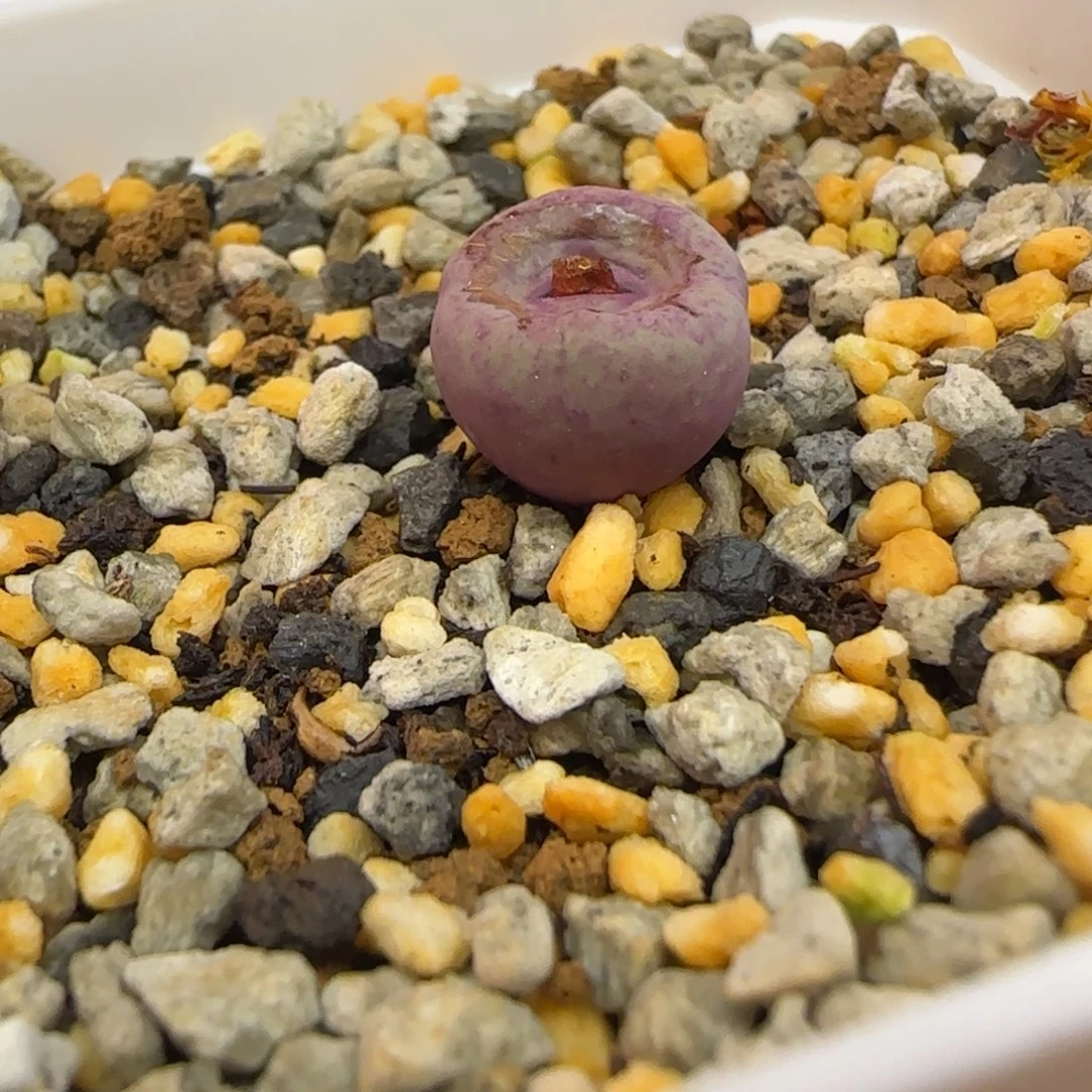 少***丶1968小红嘴多肉植物一颗