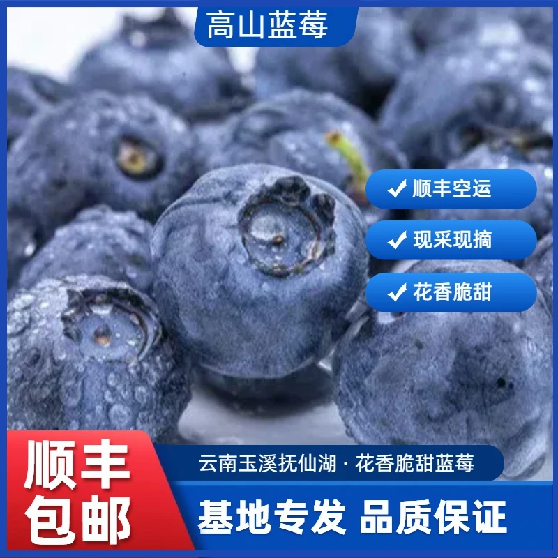 拍15+发18+大果正宗云南高山花香蓝莓新鲜水果蓝莓孕妇宝宝蓝莓