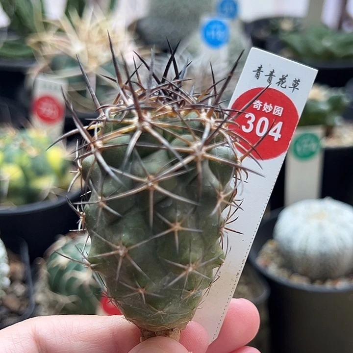 实生狂刺龙爪球龙棘玉3.8cm