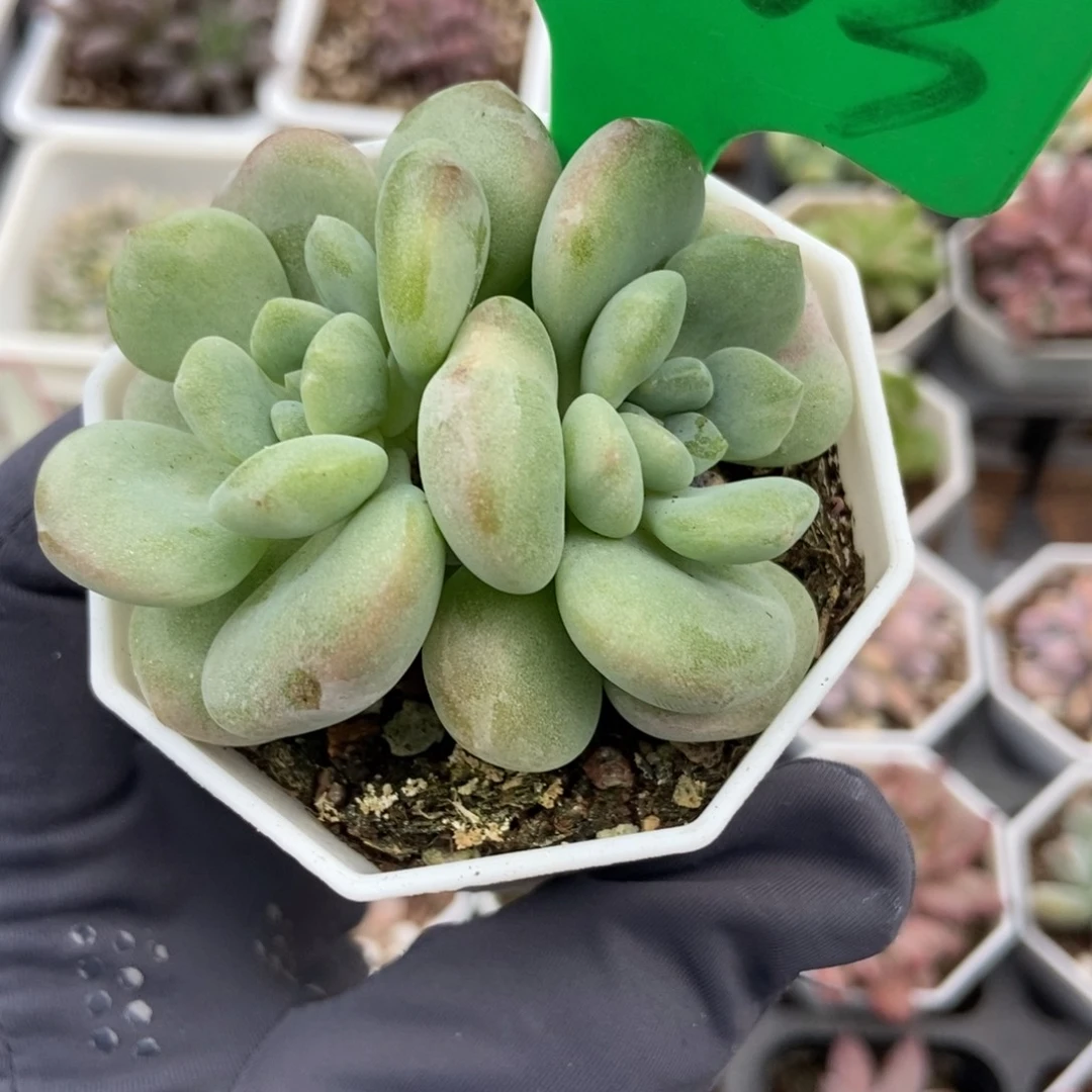 3003花斑鹿石化多肉植物