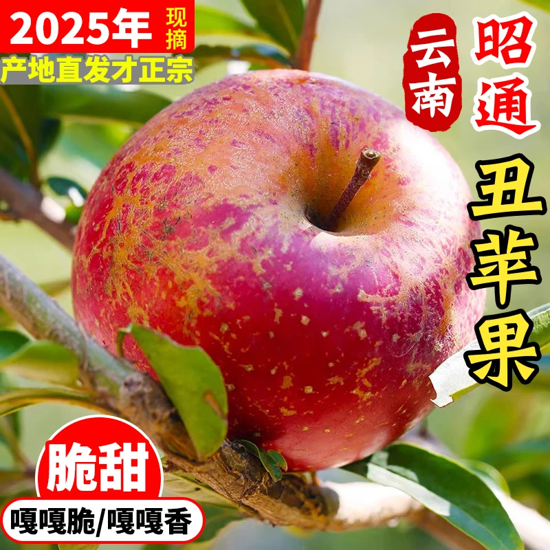 【昭通生态丑苹果】正宗云南昭通丑苹果冰糖心苹果新鲜水果5斤