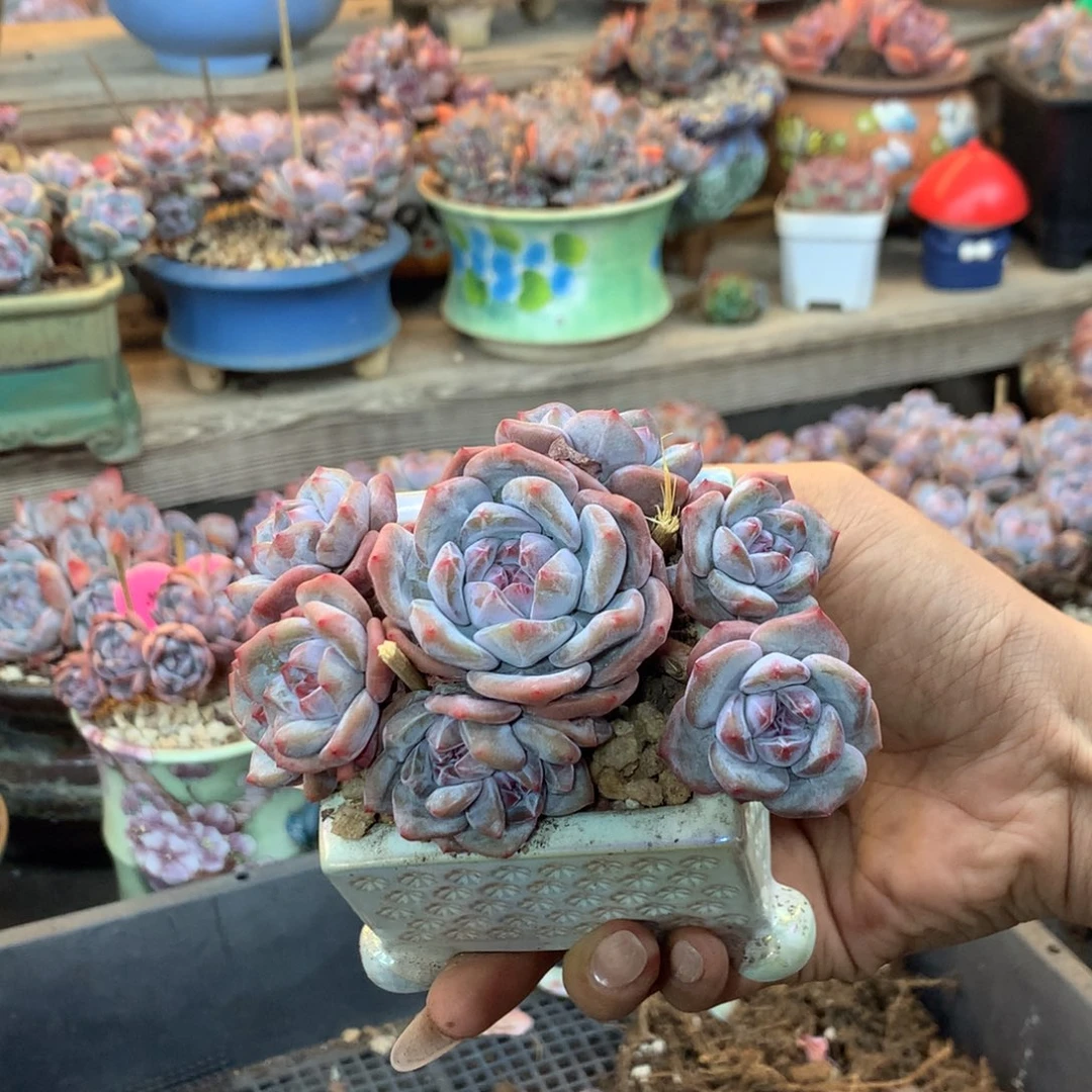 石榴籽无砍小脸八头
