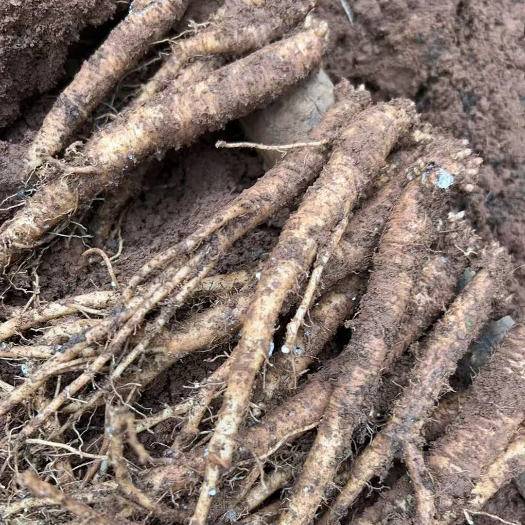 贵州原产地新鲜带土现挖黄党生