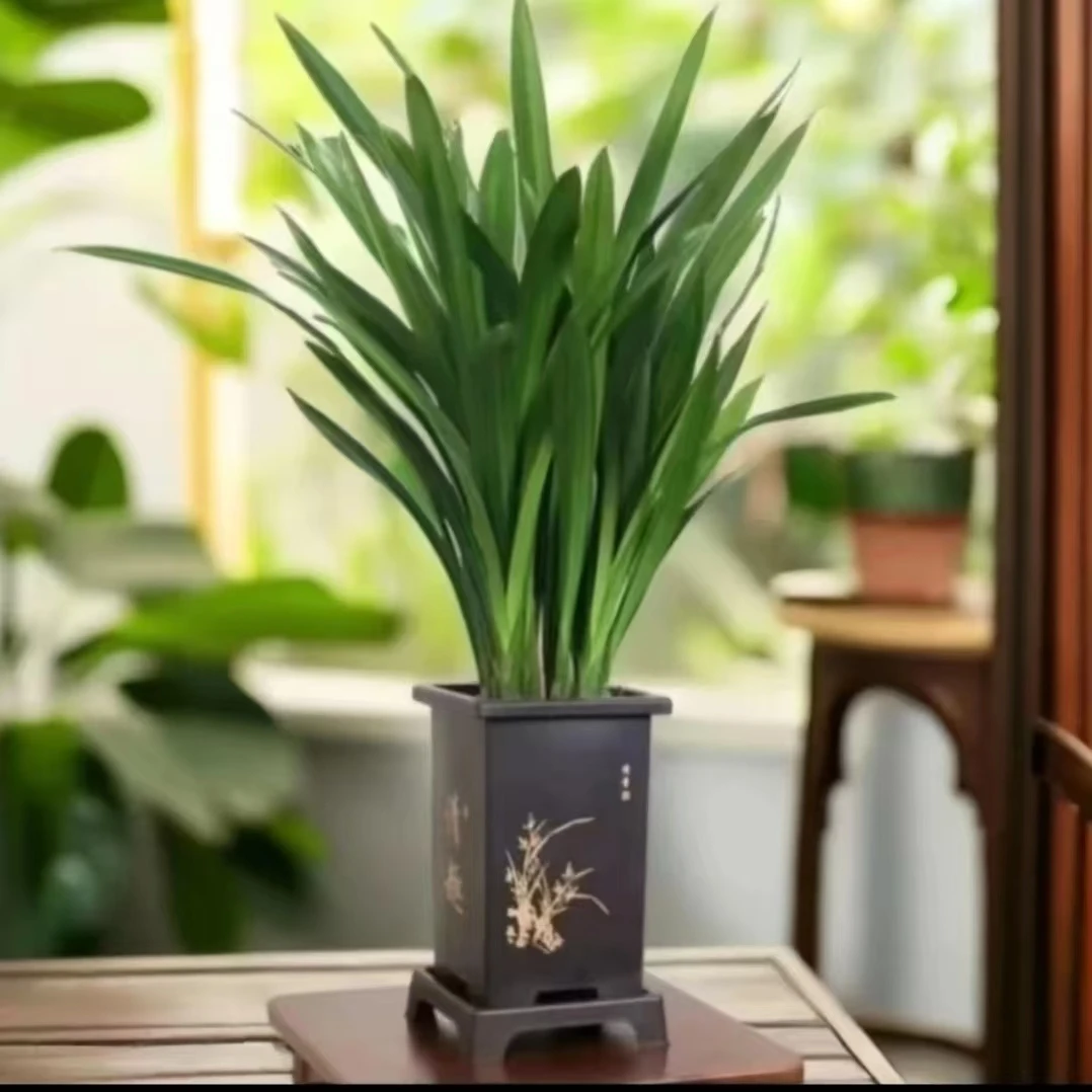 6-8苗企黑墨兰兰花苗兰场基地直发带方盆种好发货