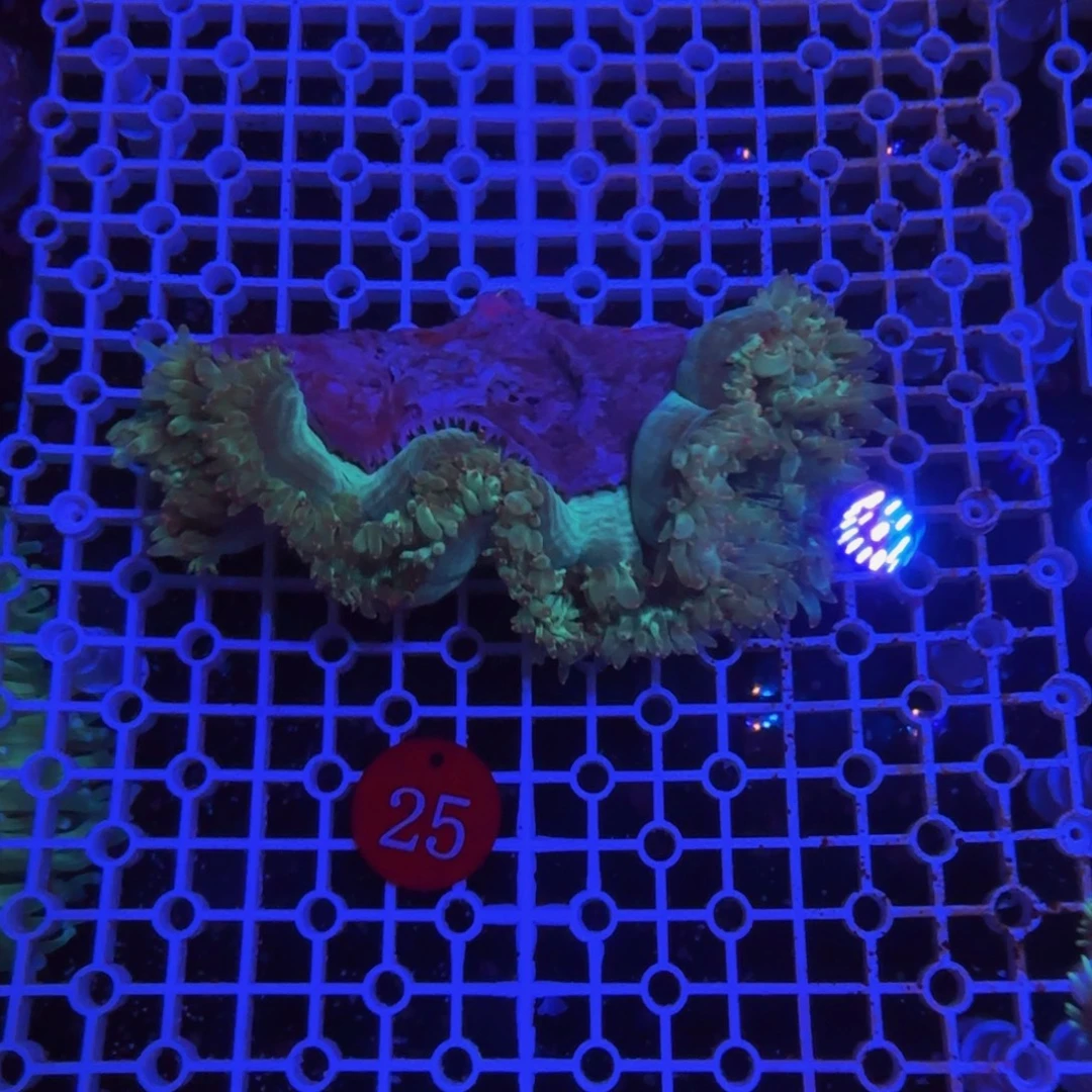 万鱼来朝海水观赏