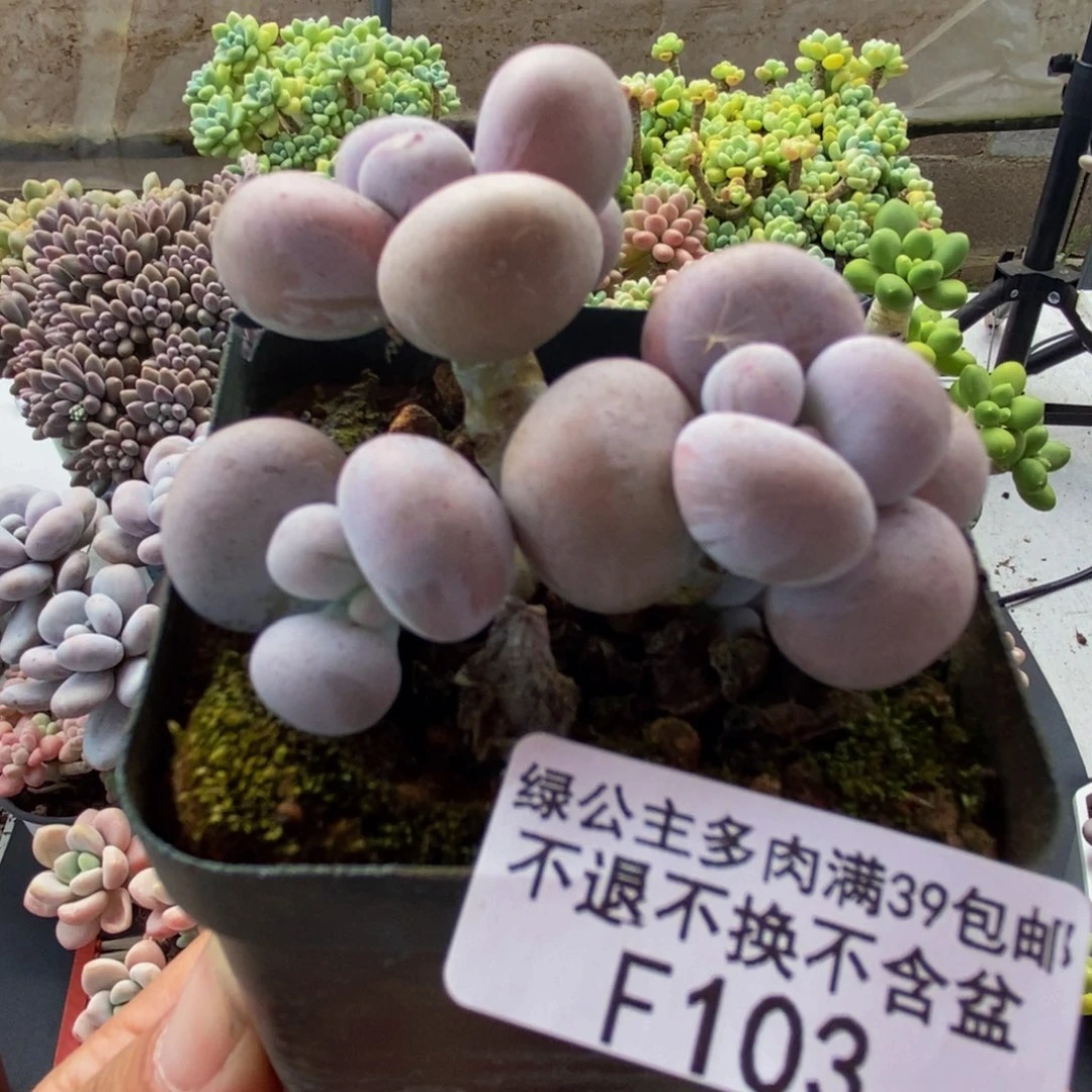 103芭比奶酪5cm多肉