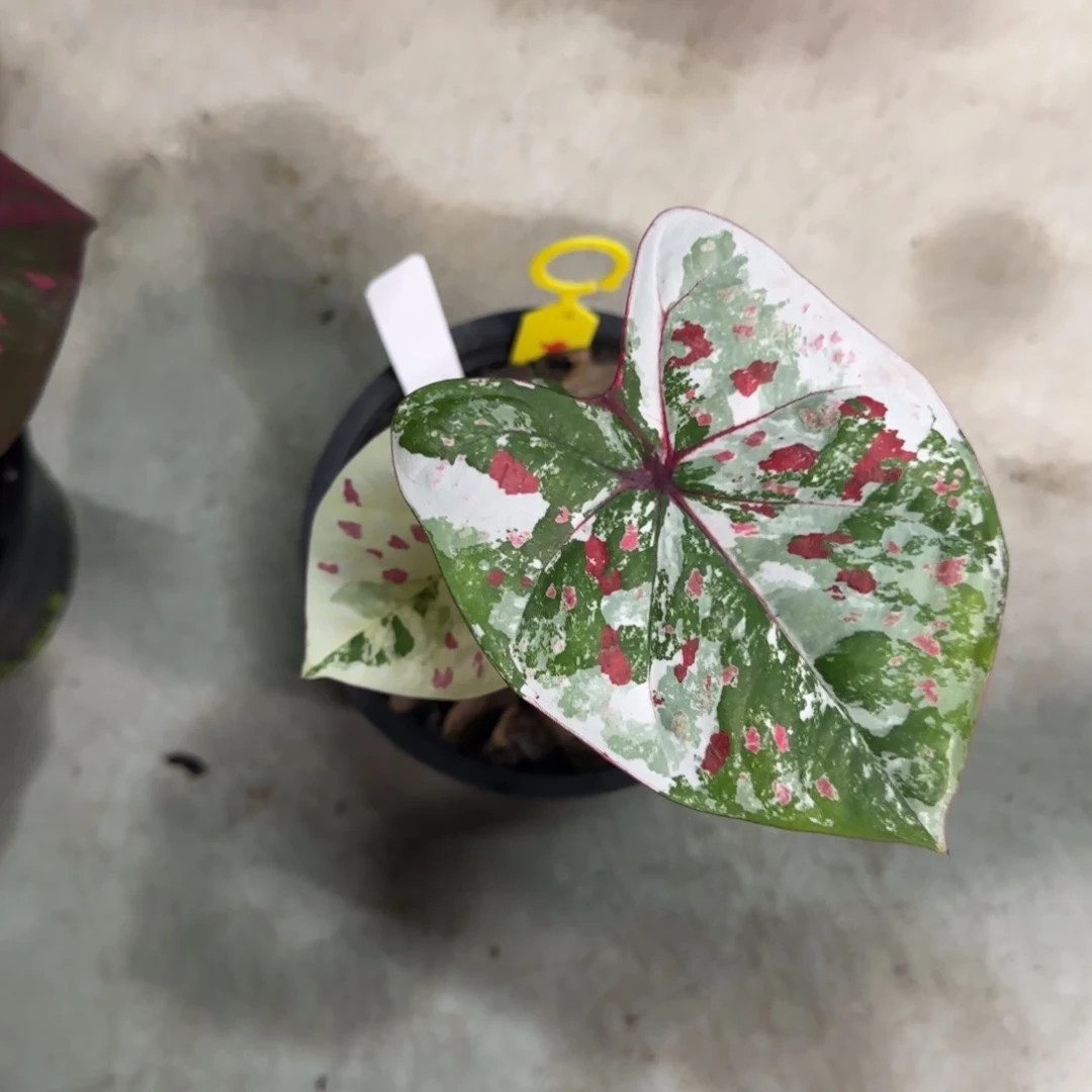 145-0915泰国发货多肉