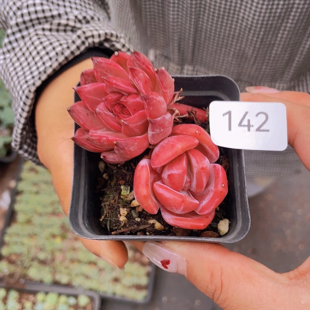 142。    2 棵。 钻石珍妮。 贝拉