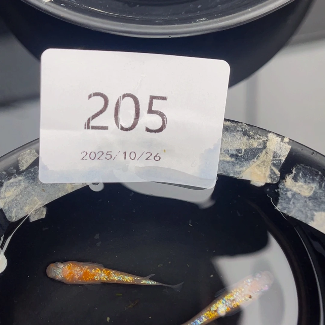 青鳉鱼205王华海王星一对