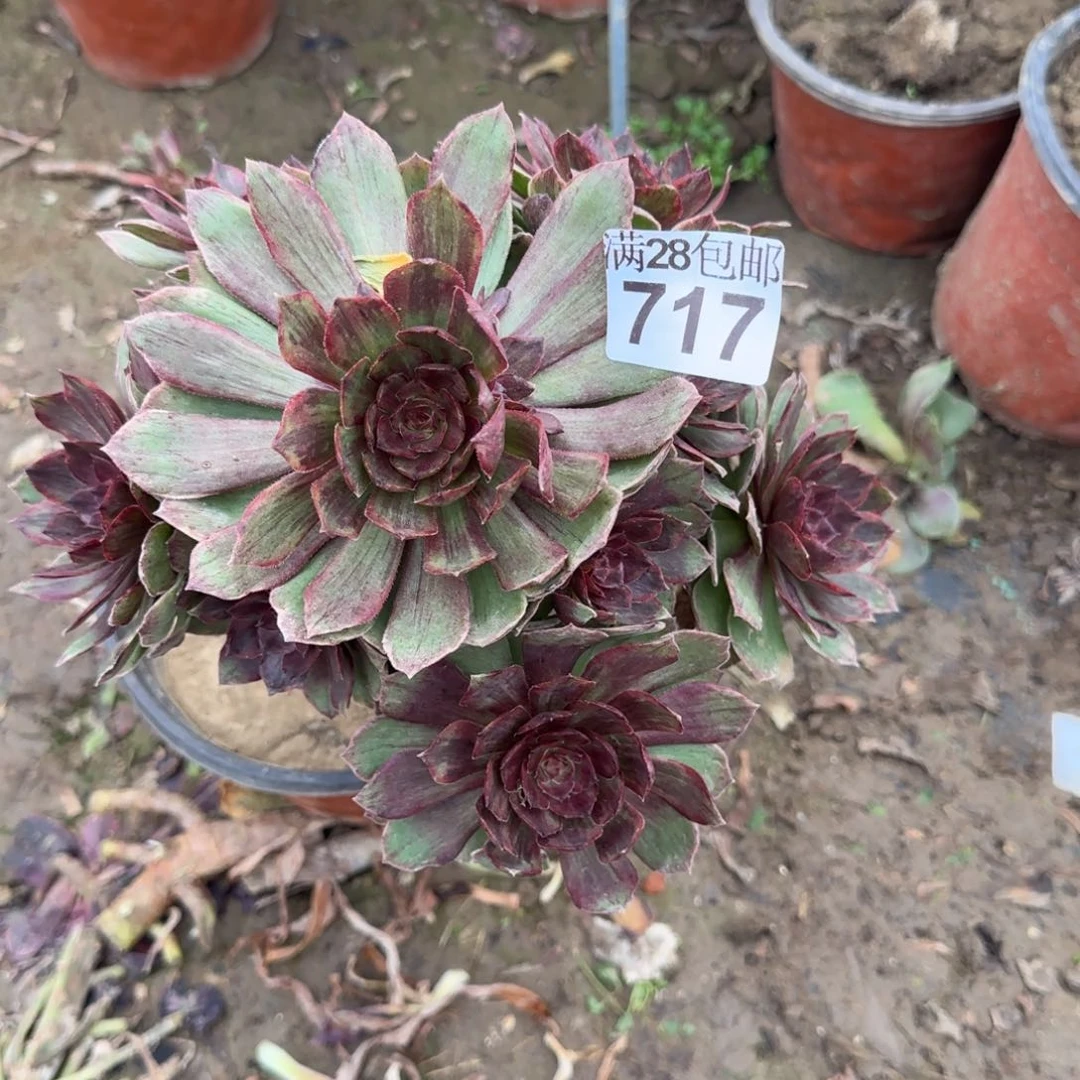 红丝绒多肉717满28包邮断枝不包