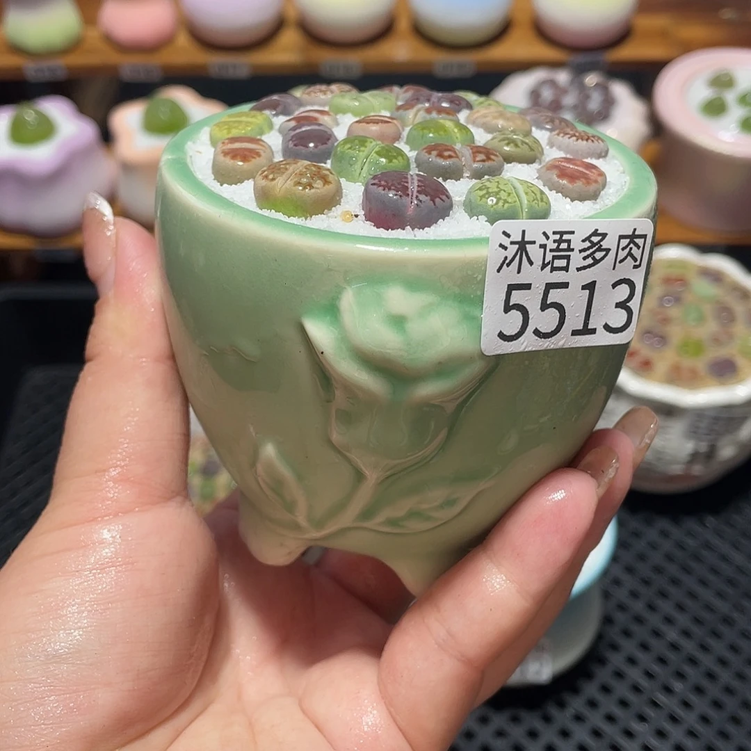 带盆土植物 一物一拍5513盆微瑕