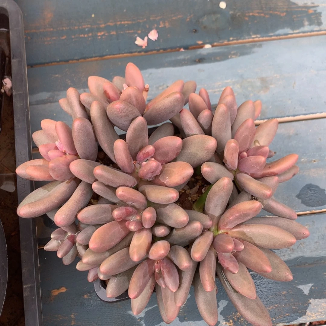 糖果美人矮桩平头一物一拍