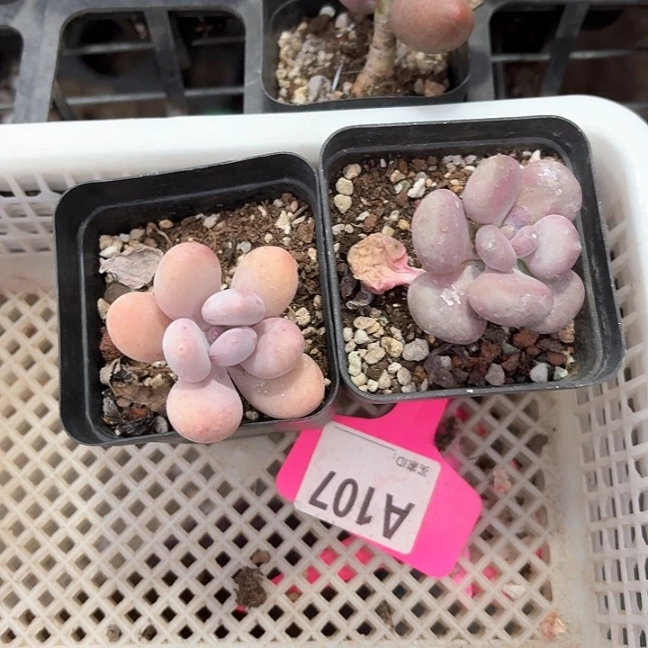 冷**知xv z V b v g 107