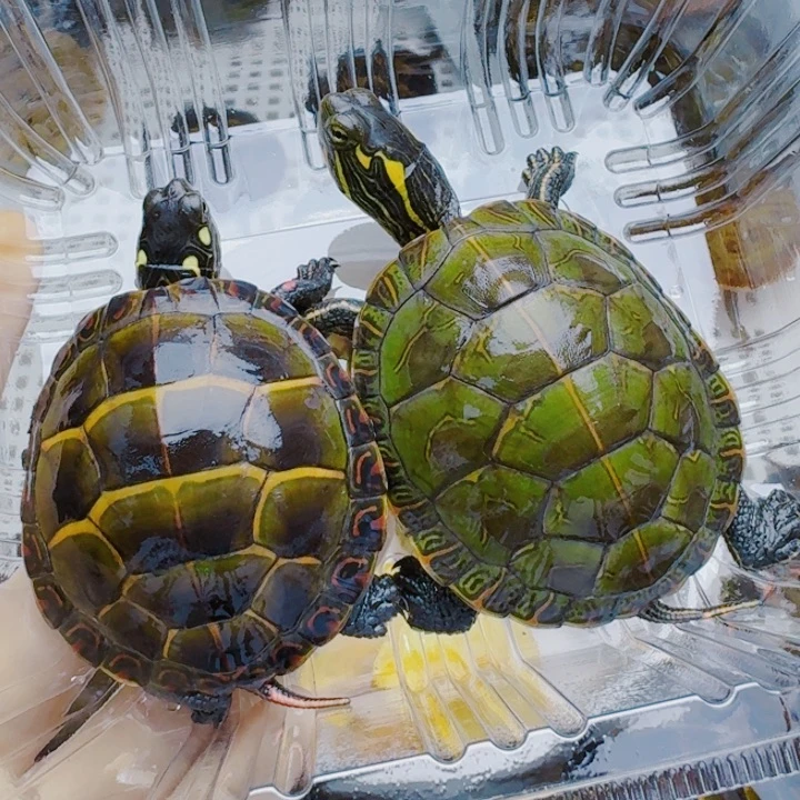 李***豆母宠物龟2222222222