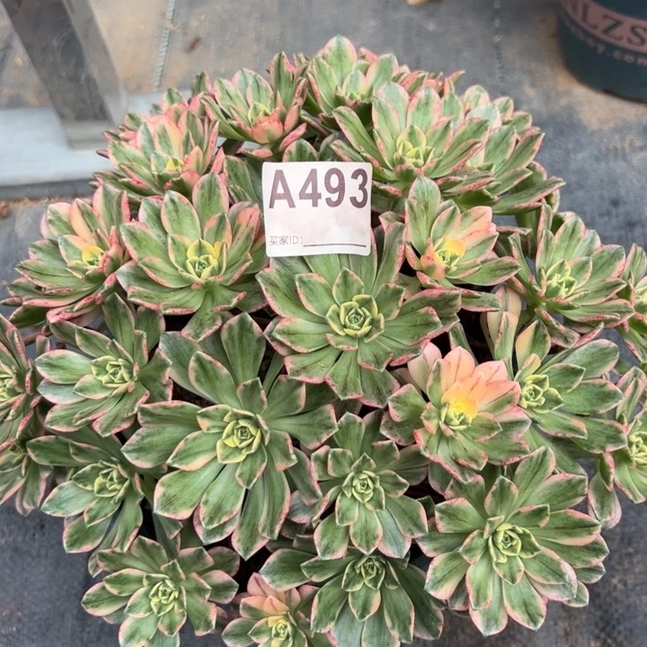 493甜茶22厘米左右