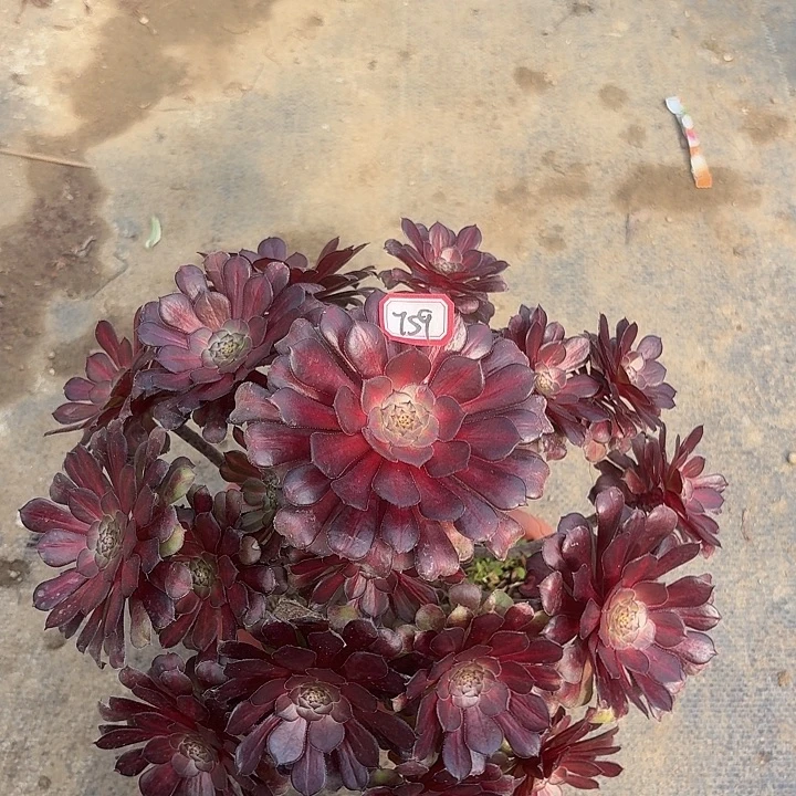 红铜中班锦759多肉植物