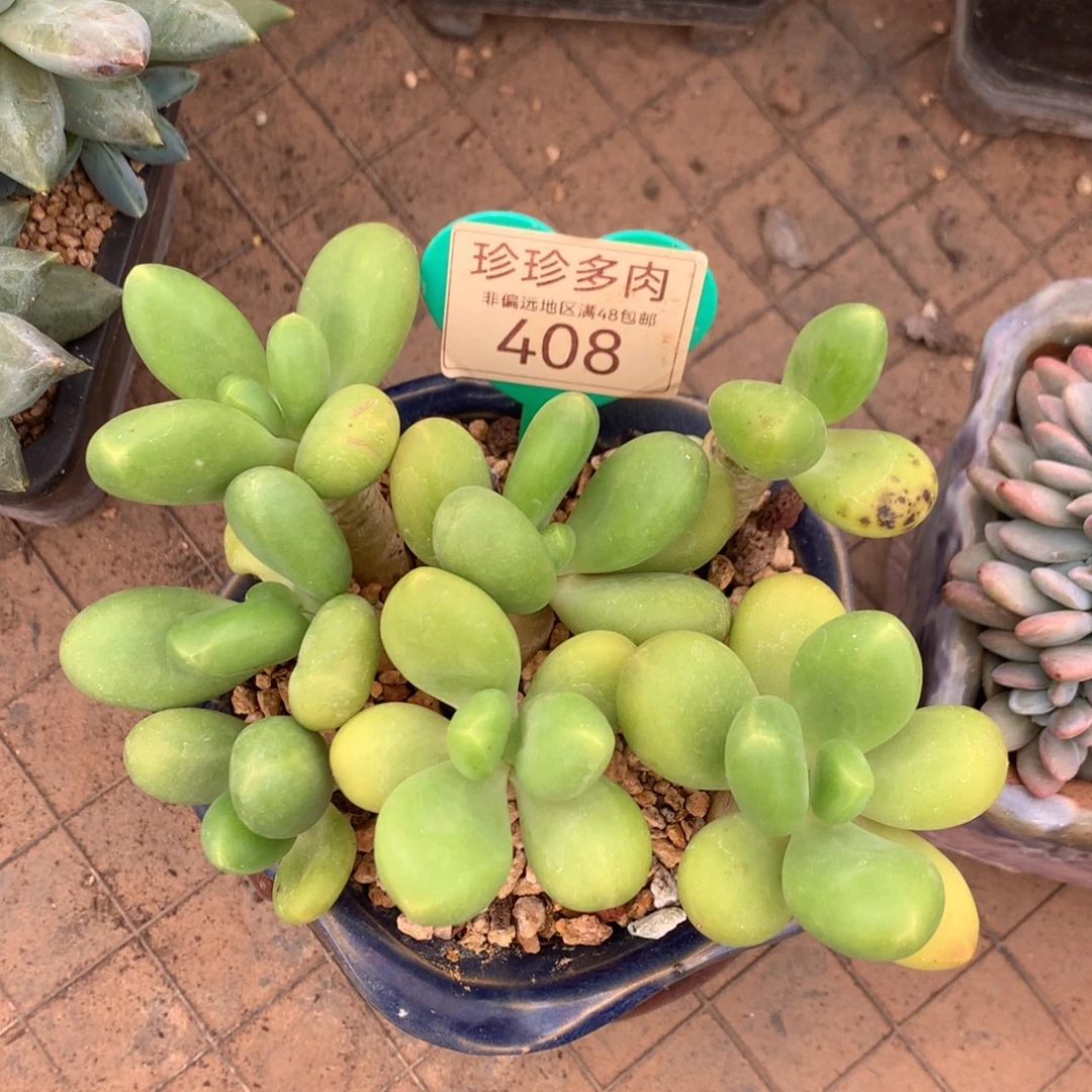 芒果奶平头有砍408