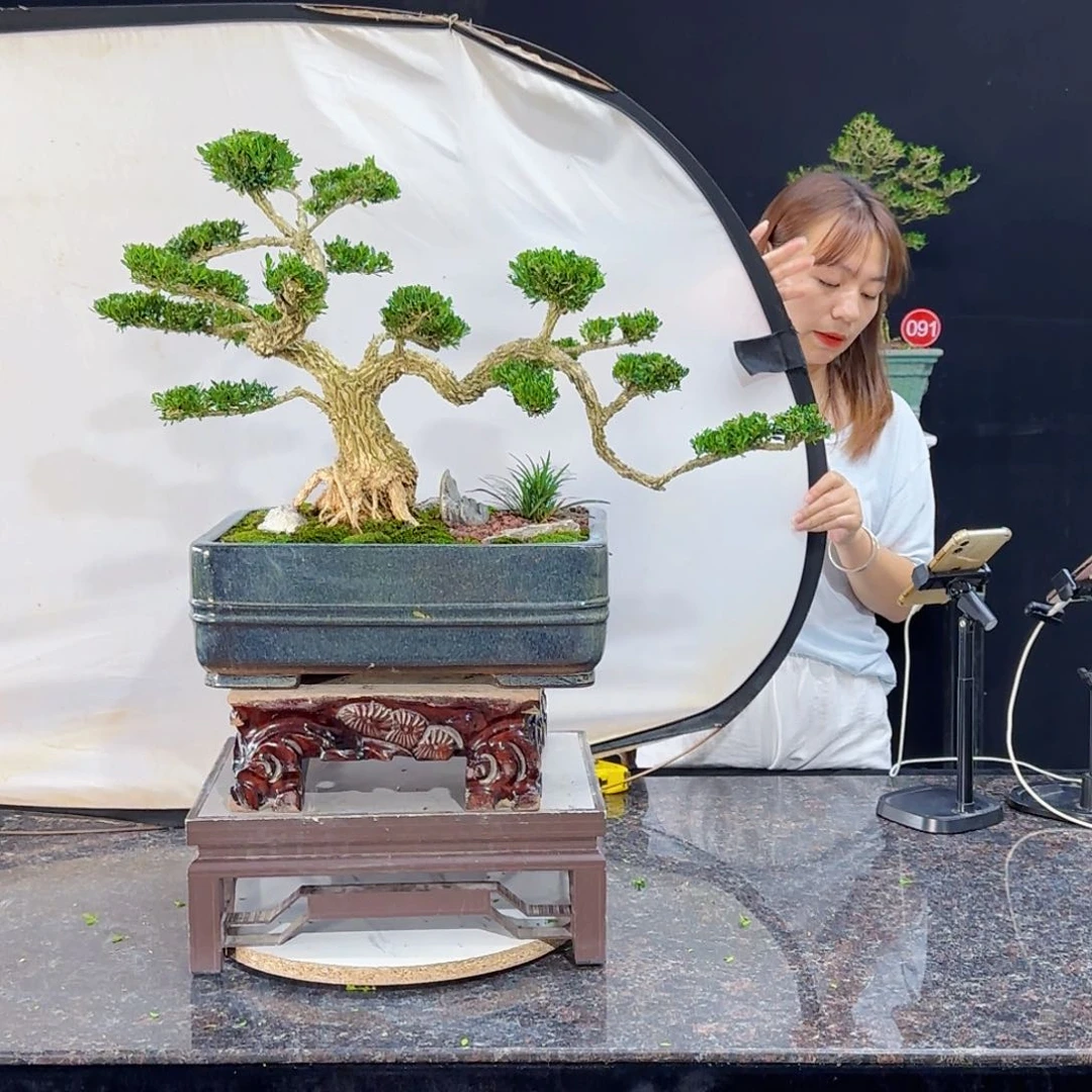 当前无花朵，栽培后可花朵