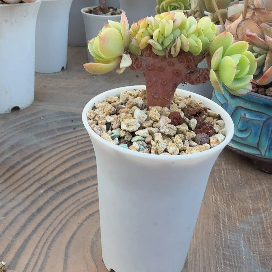 福***妮碧桃缀化多肉植物一颗