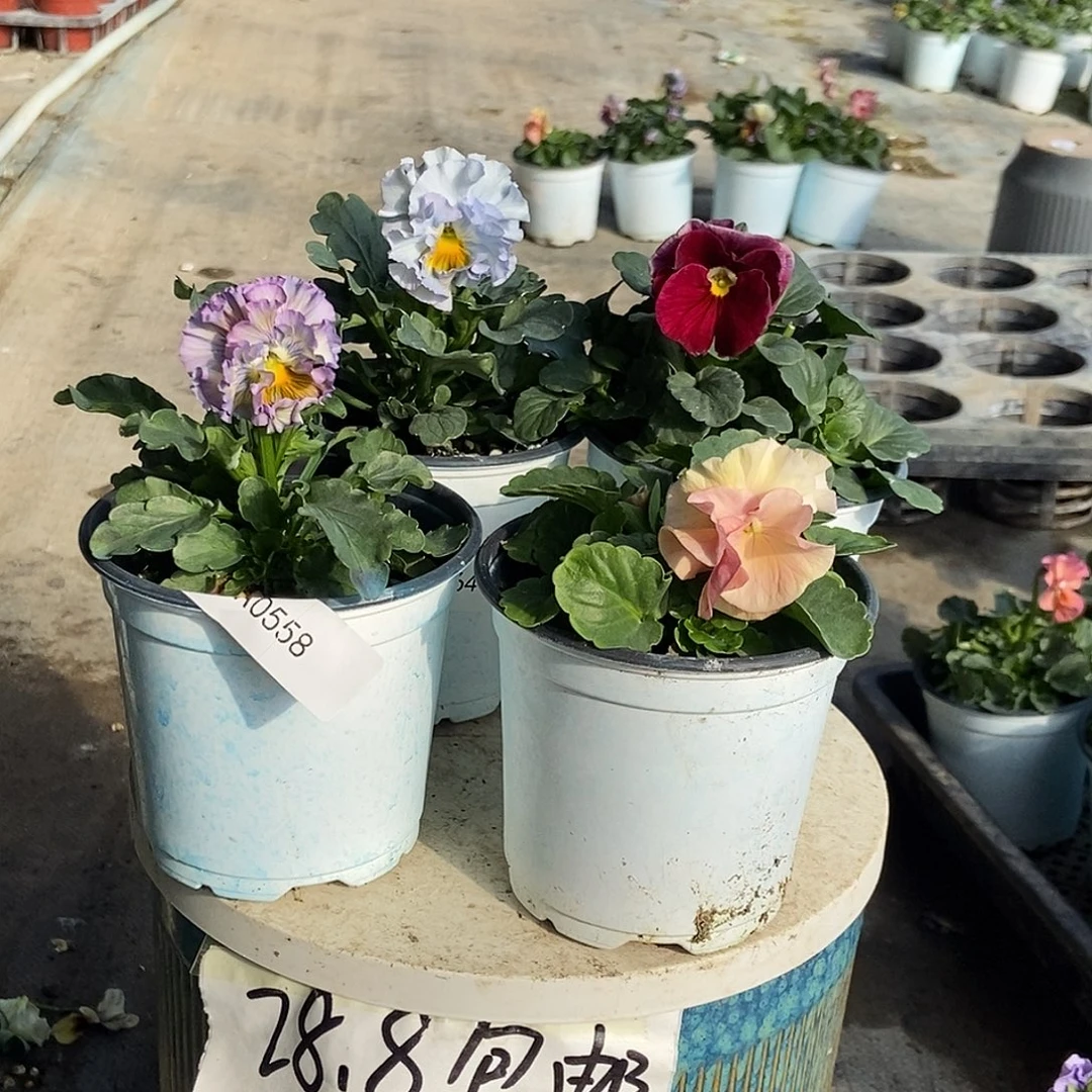 大部分花苞少量开放558