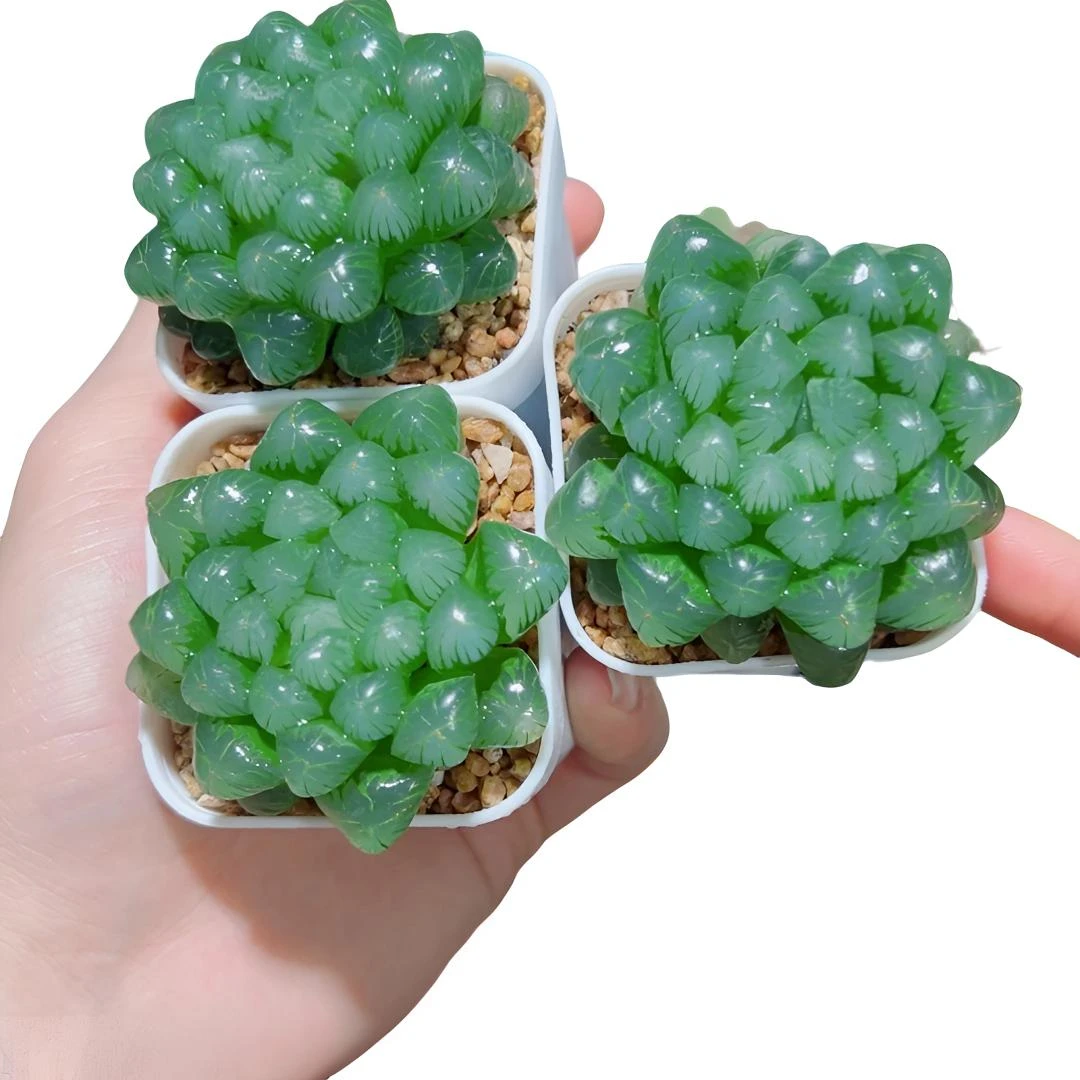 糯姬玉露拼盘3个【满16包邮】