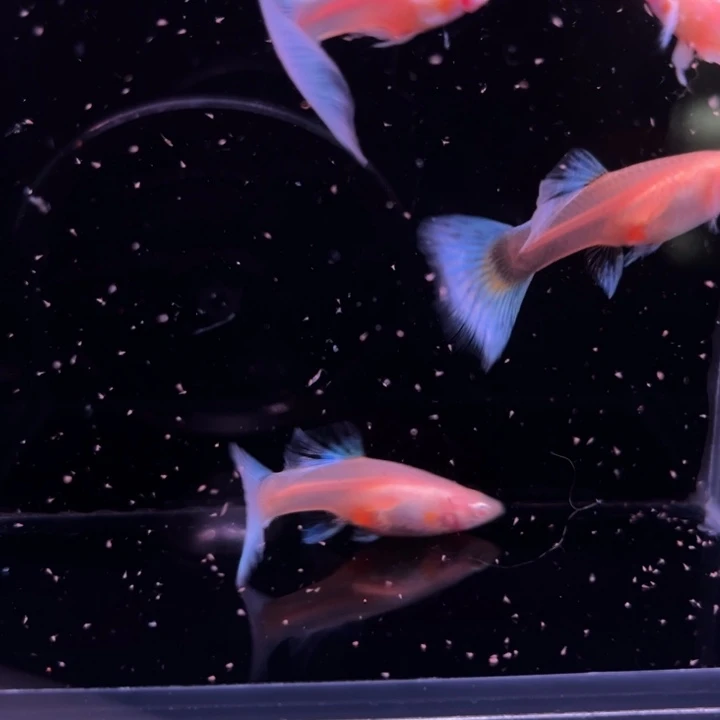 孔雀鱼蓝白飞船2对
