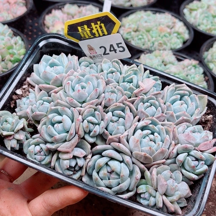 多肉植物多肉植物