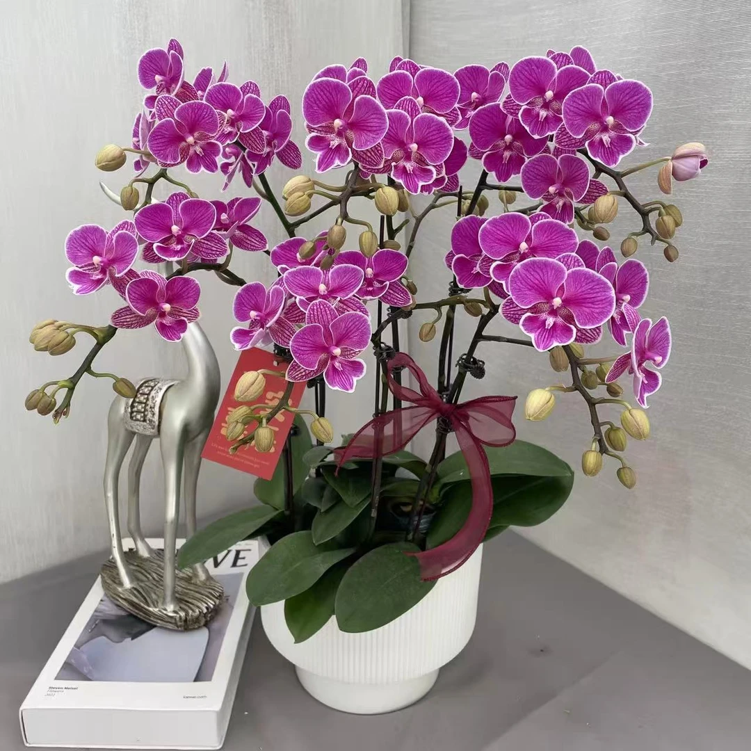 《红豆》精品蝴蝶兰  清新淡雅 室内花卉