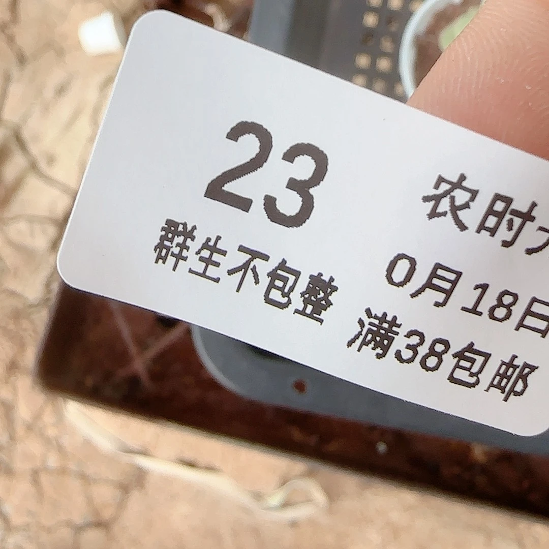 蓝***白【闪购商品】0018-23荔枝冰