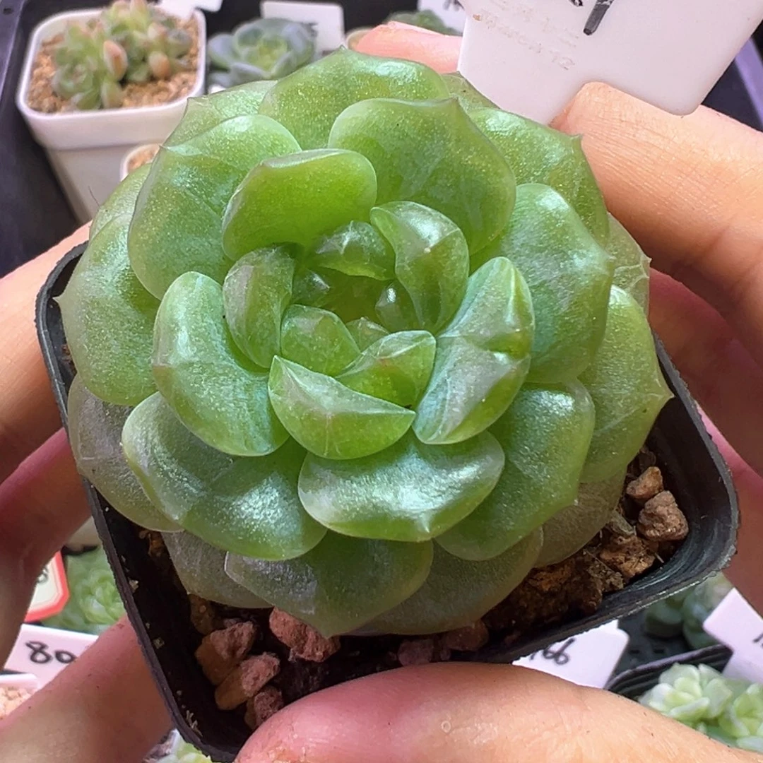 艳***327号无尽灯晗雨多肉植物