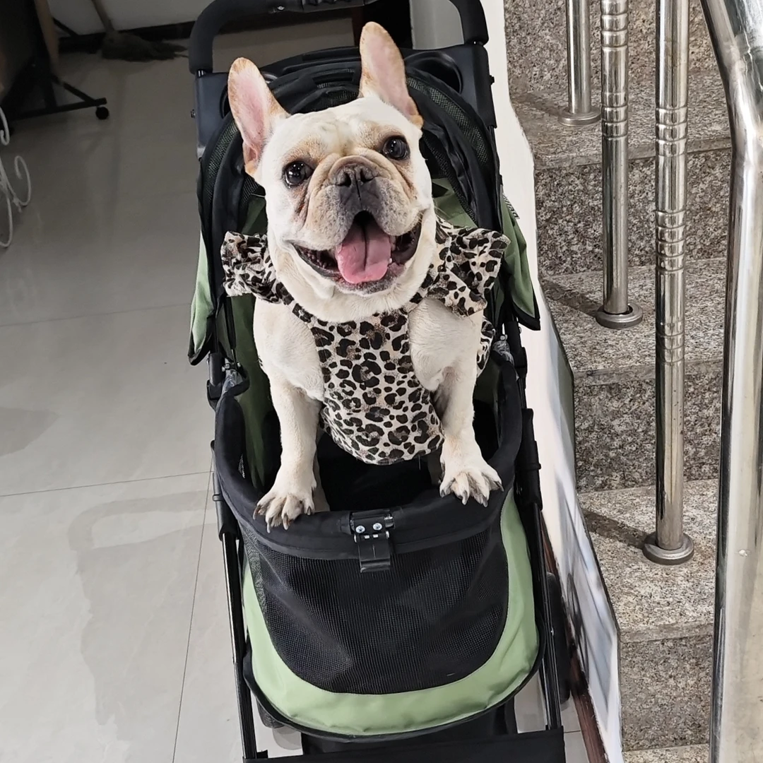 狗狗小吊带宠物服装吊带比熊吊带NO退NO换