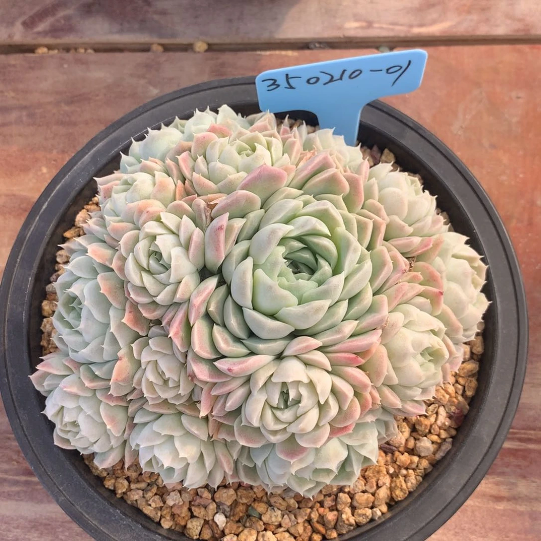 敏350210-01白月影