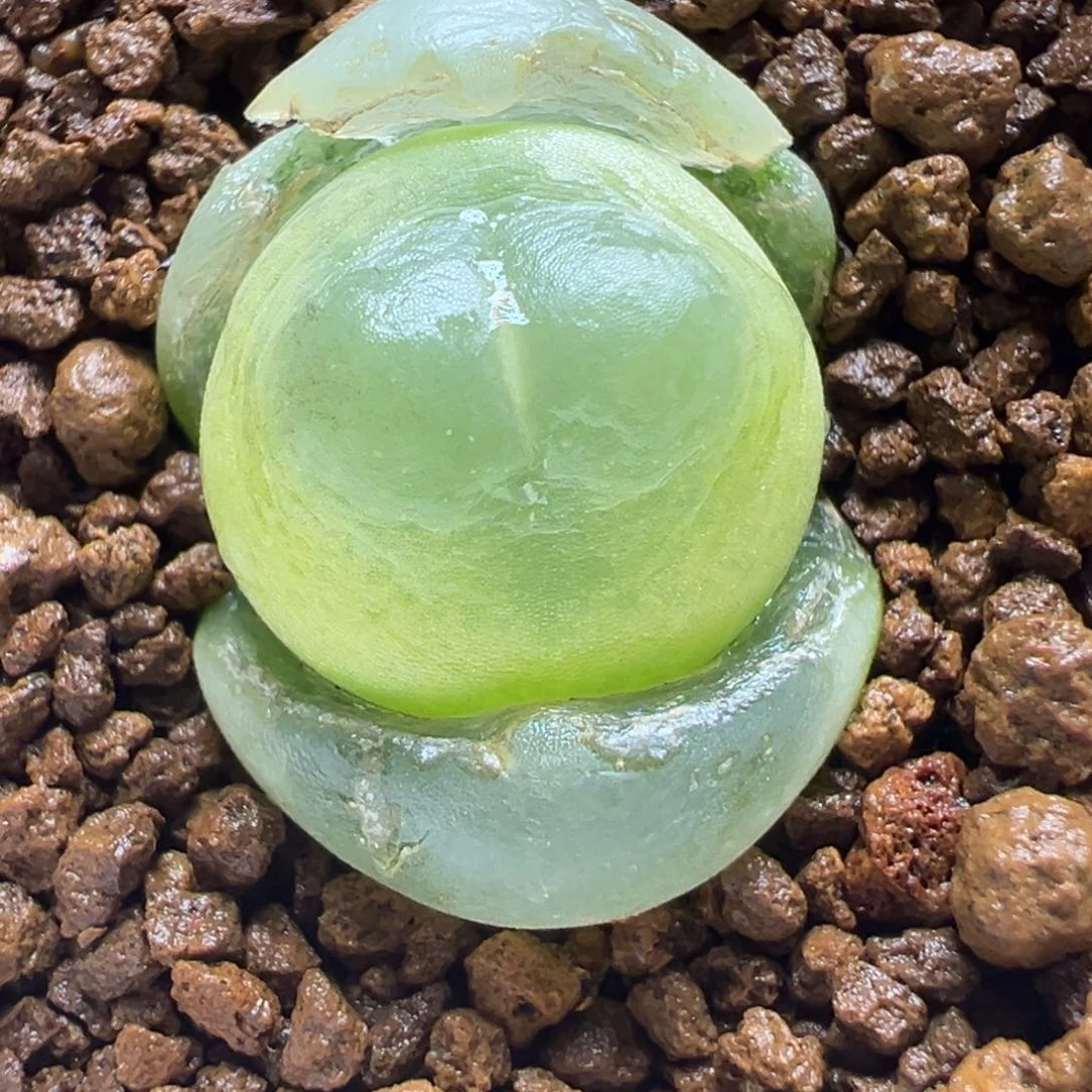 用***0多肉植物拉登植物带盆