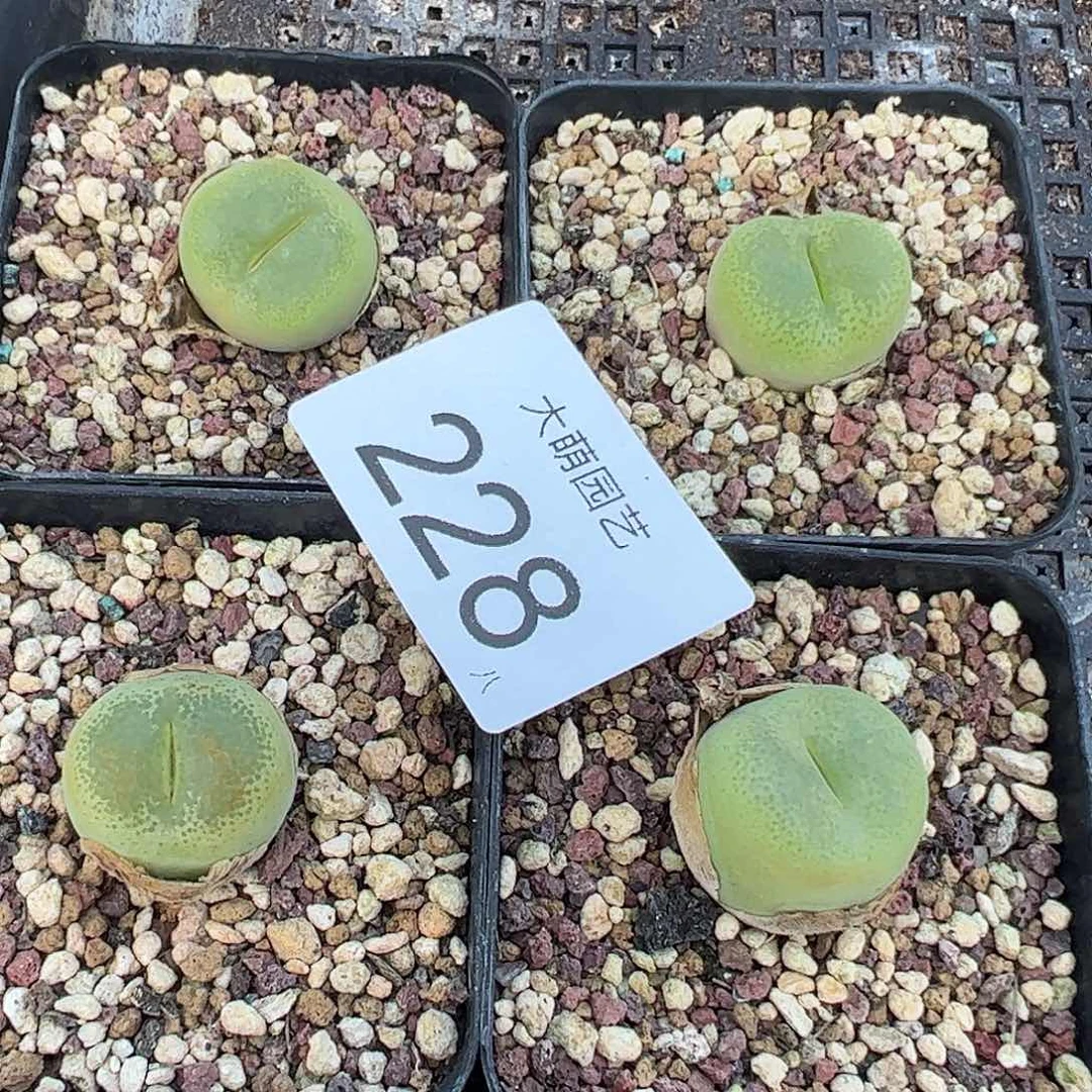 量拍以下1颗母本大翠光脱土发228