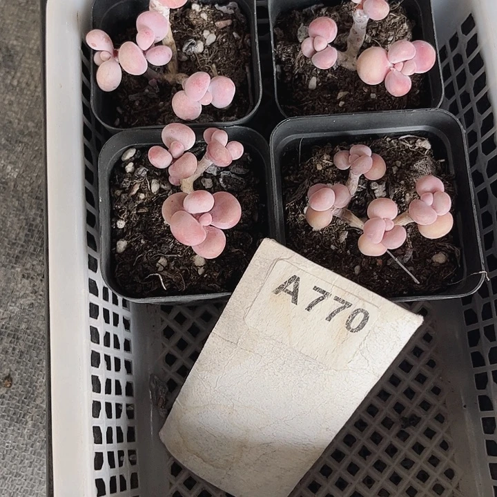 ?**點770密密麻麻密密麻麻