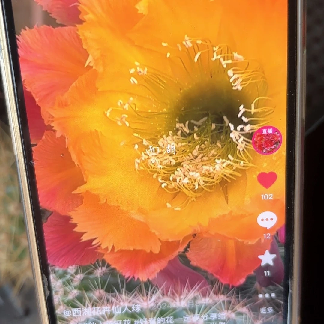 绣球彩侧牙仙人球20包邮15