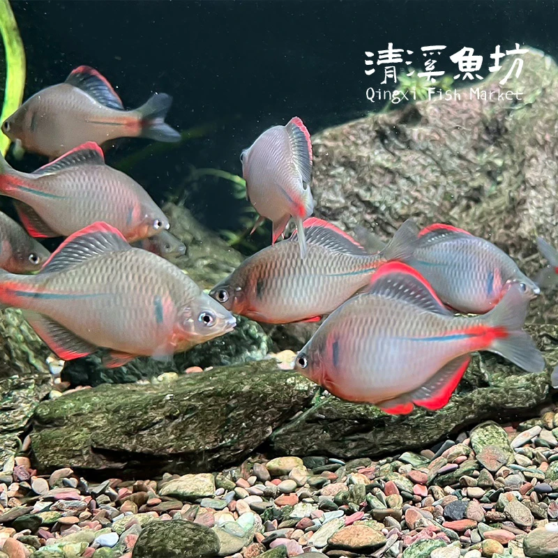 红边鳑鲏鱼满边发色溪流缸观赏鱼冷水耐活原生鱼【直播专属】