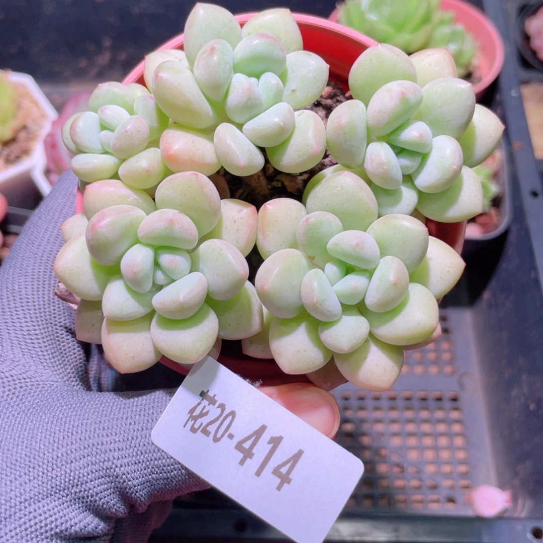 花利美20-414泡泡糖