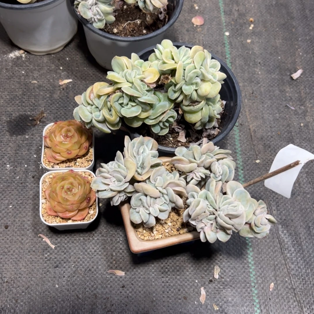 骑***姨695满38包邮一物一拍