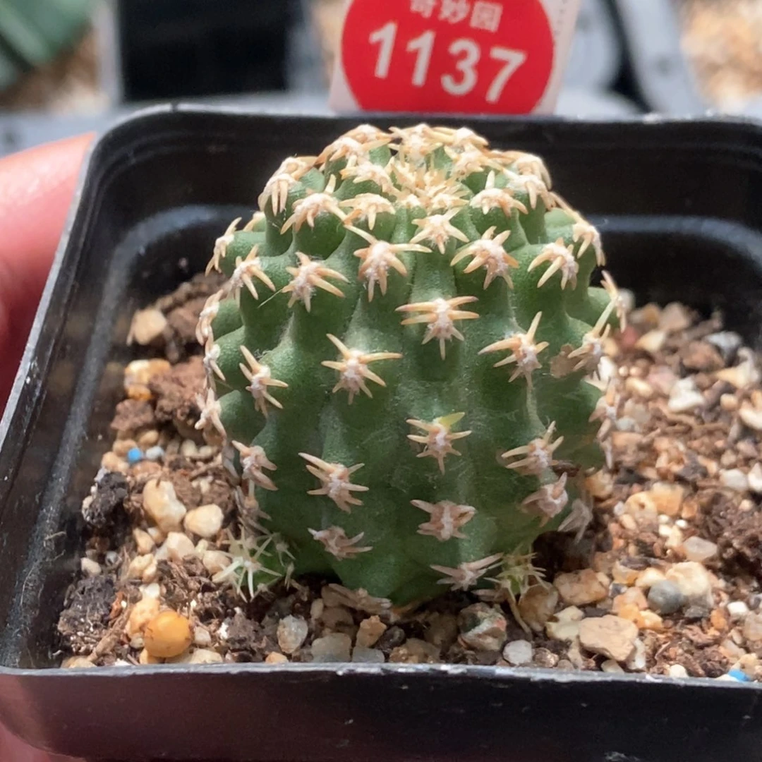 带崽短豪刺七巧柱一颗仙人球