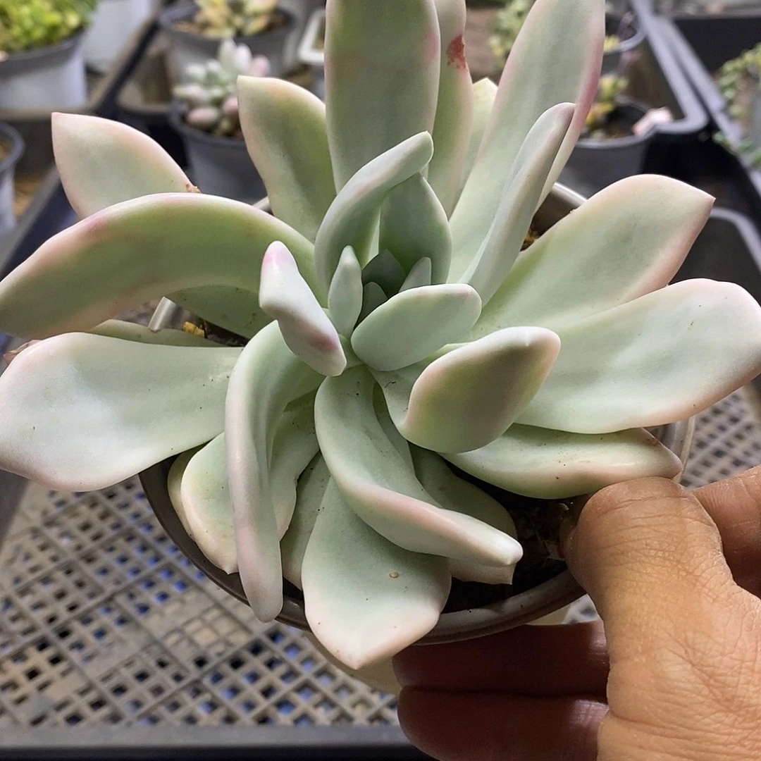 0520奥普腹轮多肉