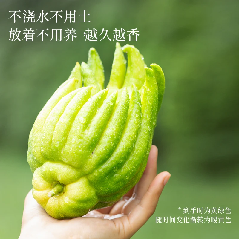 【精品超大果】天然香薰佛手柑鲜切枝甄选品质沁人清香家居氛围感鲜