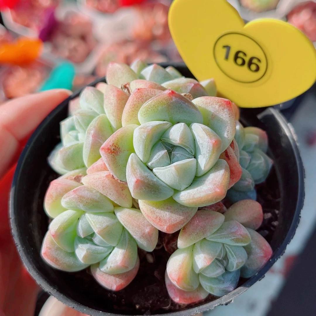 166号小老桩冰玉群6头捧花9公分